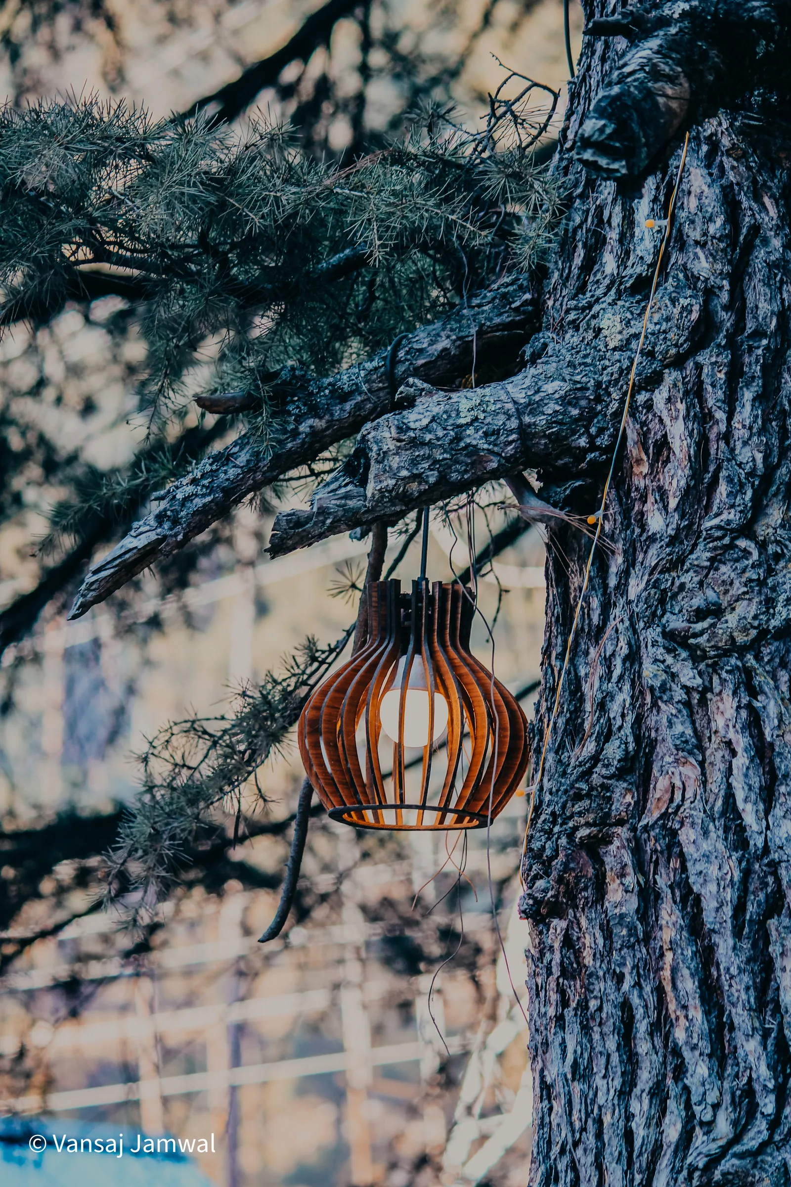 Kasol, A lantern hung on a deodar